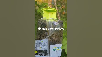 Fly trap that works