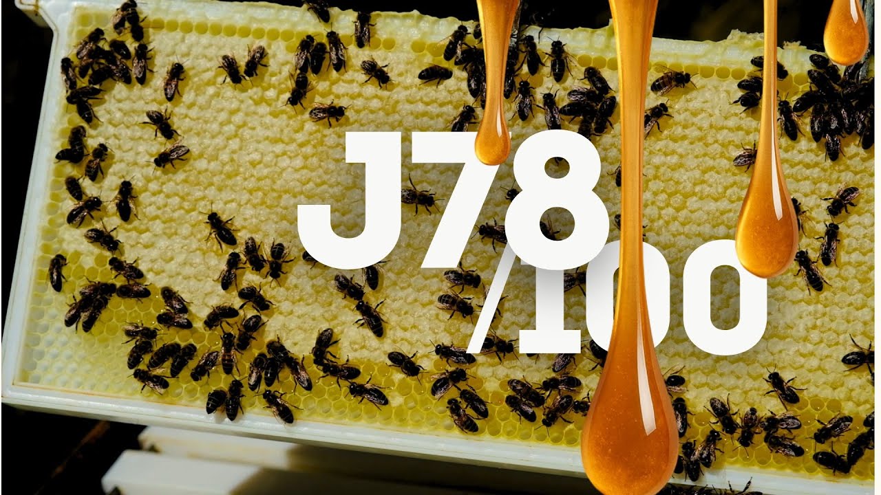 Jour 78/100 : Des Kilos de Miel à portée de main !!🐝