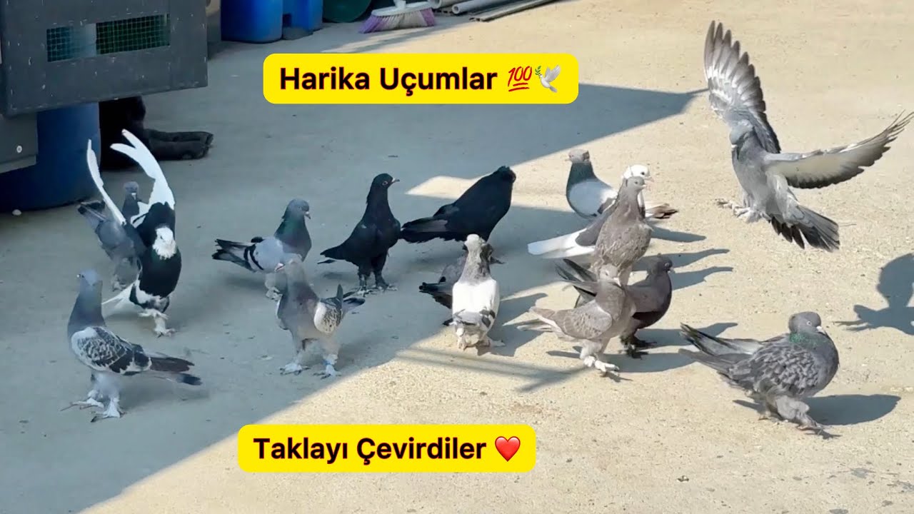 YAVRULAR TAKLAYI ÇEVİRDİ 💯 UÇUMLAR HARİKA GİDİYOR 🕊️ Taklacı Güvercin Oyunkuşu
