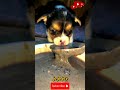 #shortvideo |animal lifestyle |