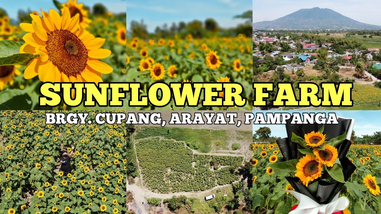 Cupang Sunflower Farm Arayat, Pampanga Exploring Pampanga YouTube