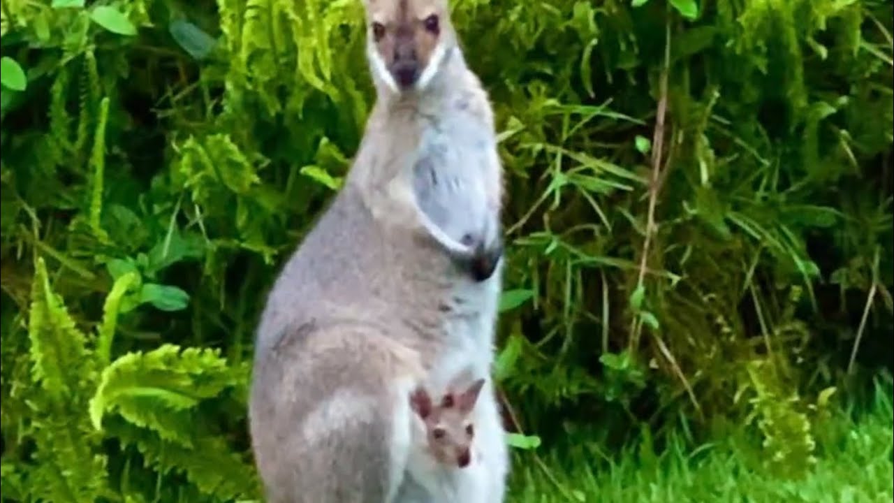 Tiny Joey in the Pouch! #adorable #cute #cutenessoverload # ...