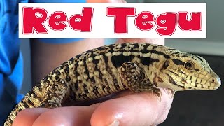 Keeping a Tegu lizard as a pet | Beautiful baby RED TEGU