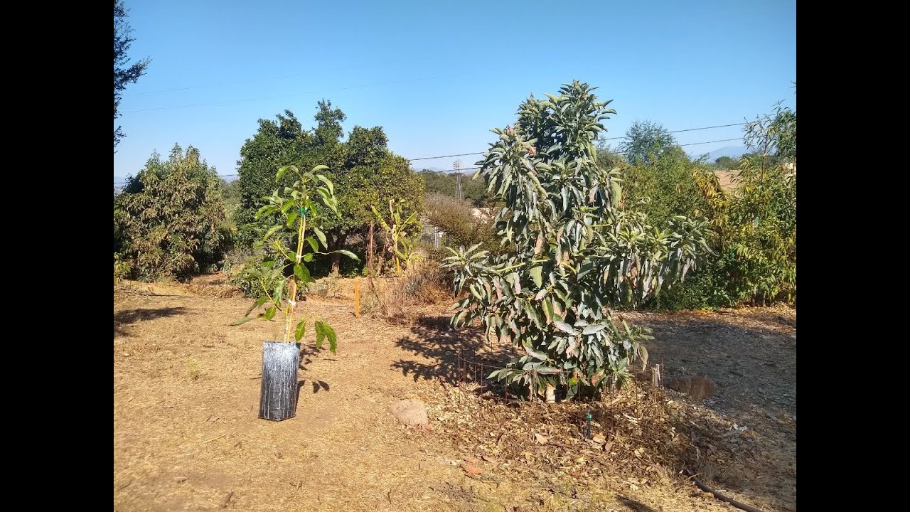 Обучение молодых деревьев авокадо