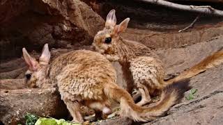 Interesting facts about spring hare by weird square