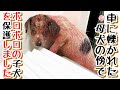 【子犬　保護犬】子犬保護　母犬が車に轢かれたそばで　ボロボロの子犬が一人で取り残されていました。