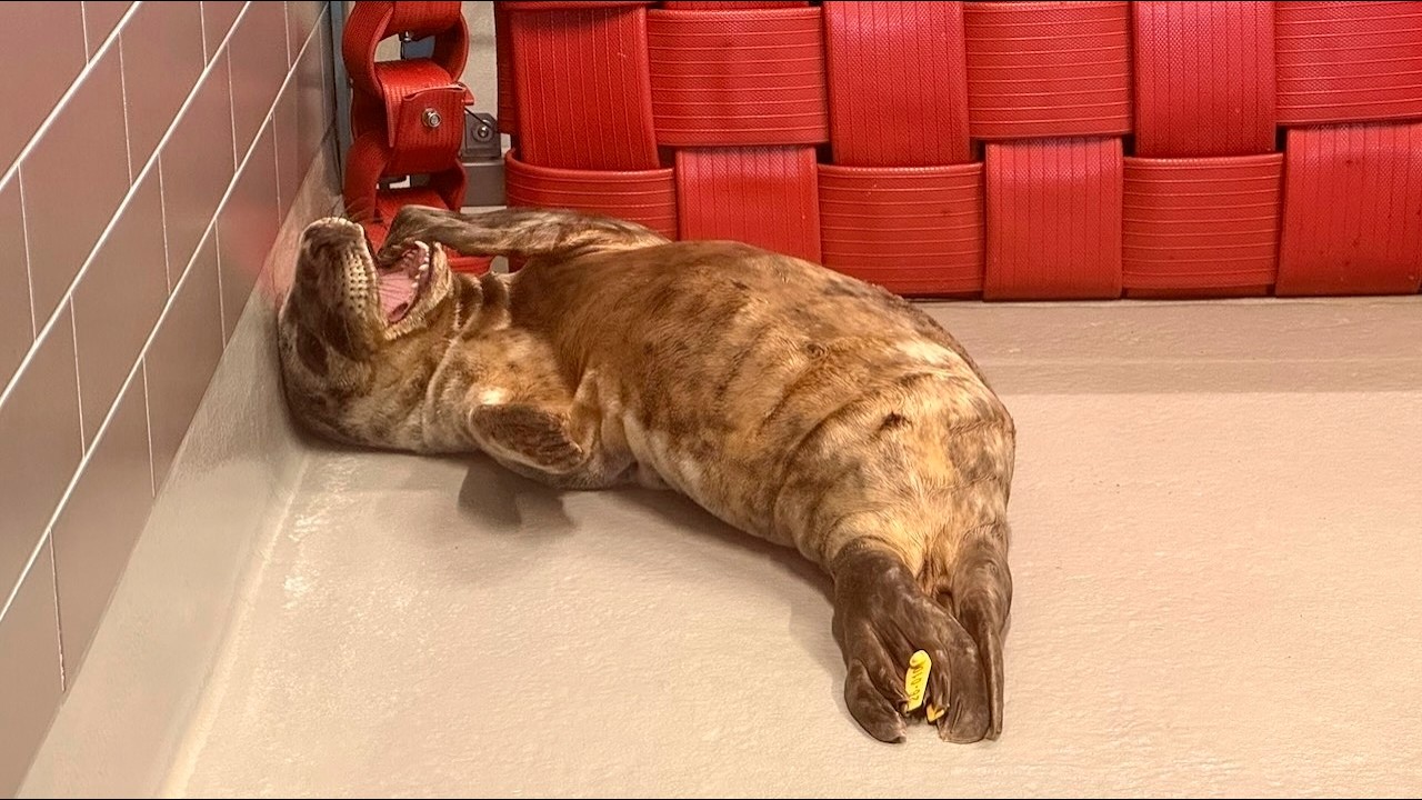 Beautiful seals at WEC - WECの可愛いアザラシたち