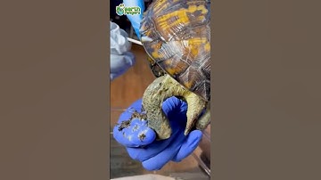 What’s Hiding Inside This Turtle’s Shell?!