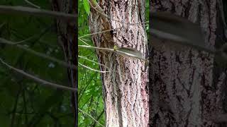 House sparrow brings a food to chicks #birdhouses #birdnoises #housesparrows