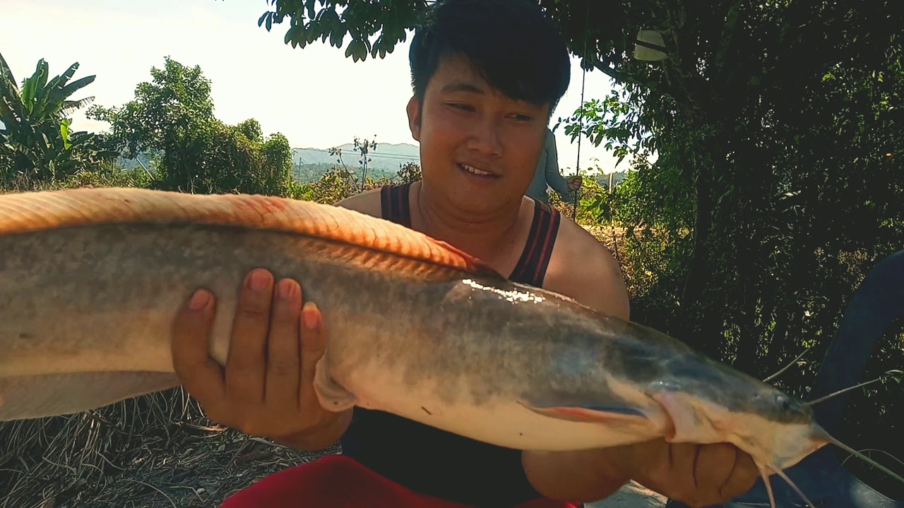 ikan