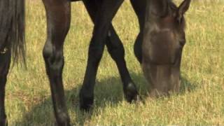 Top tips for managing horses weight