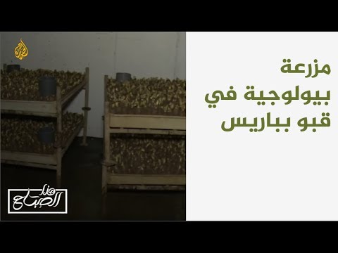 هذا الصباح-مزرعة بيولوجية في قبو بباريس