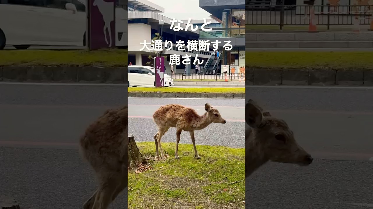 なんと大通りを横断する鹿さん🫎 - YouTube