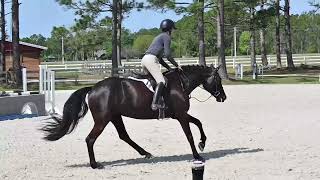7YO, 16.1H KWPN mare, schooling up to 3ft hunter courses