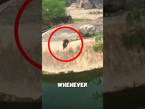 How this mother duck leads her confused ducklings into the water ❤️ #duck