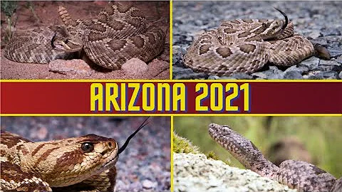 Herping In Arizona! Summer 2021