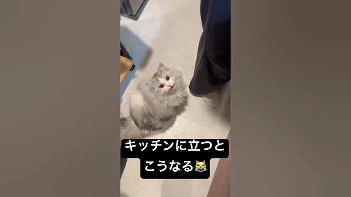 Video 11739841: cat food meow, meowing cat sound, cat collection, cutest meow, compilation