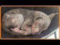 【感動】店先に放置され誰も近寄らない病気を抱えた犬。保護され治療が始まると劇的に美しい姿に！【世界が感動！涙と感動エピソード】