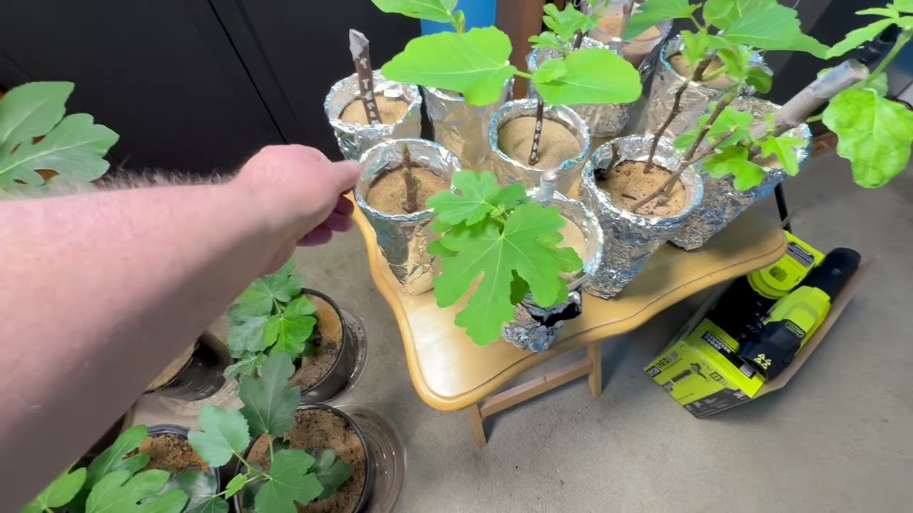 Jan 16th Rooting Update