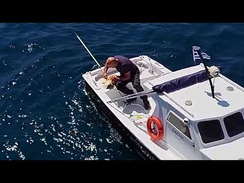 Σύρος: Διάσωσωση θαλάσσιας χελώνας