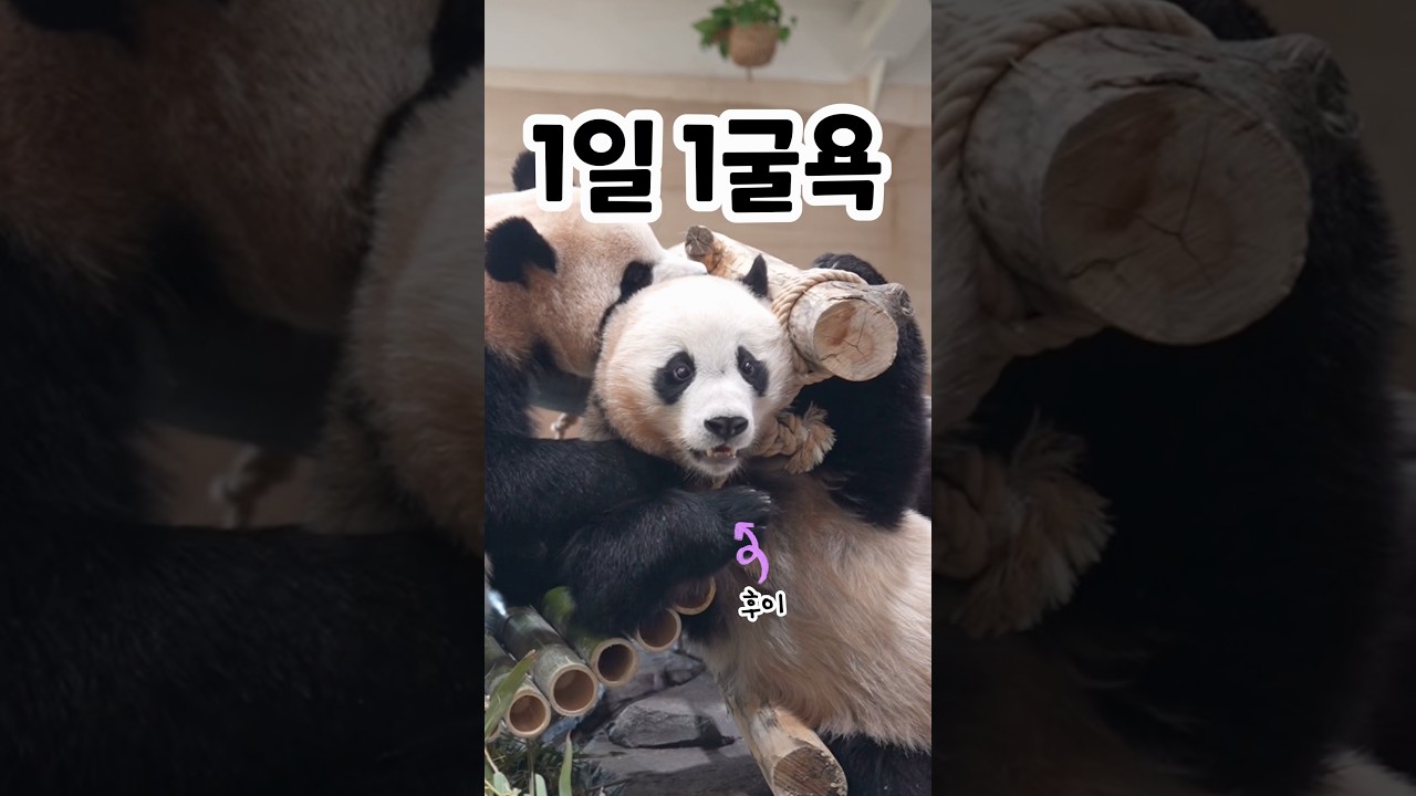 먼저 곰격 해놓고 굴욕은 항상 후이의 몫ㅋㅋㅋ (2026.02.02)