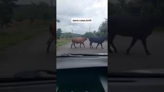 Bomboclat! Damn cows on the streets Resimi