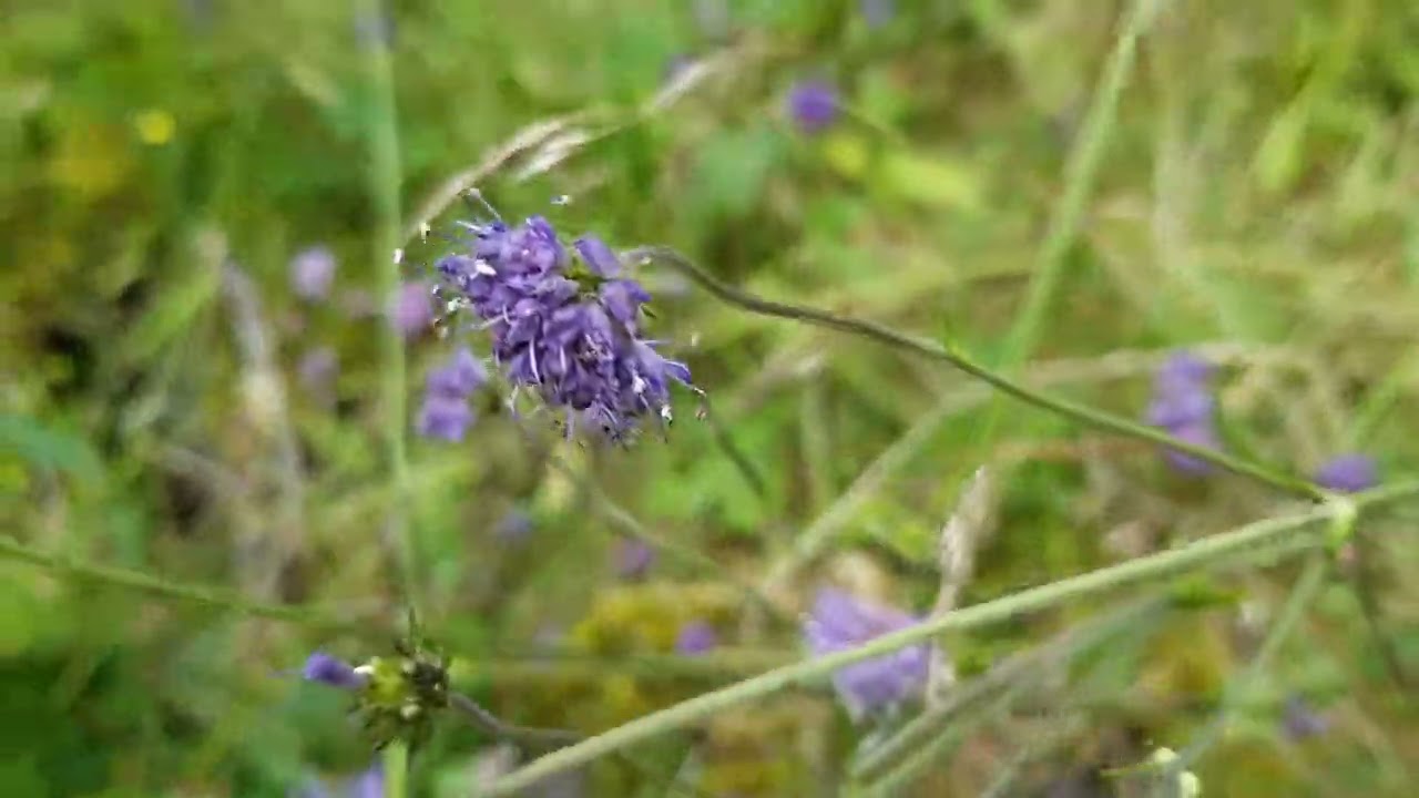 Bees on devil's bit scabious