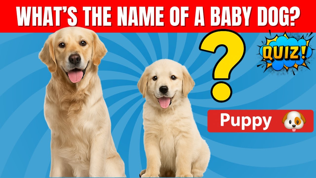 Угадай название детёныша животного! | Забавная детская викторина | Более 35 обучающих видео о дет...