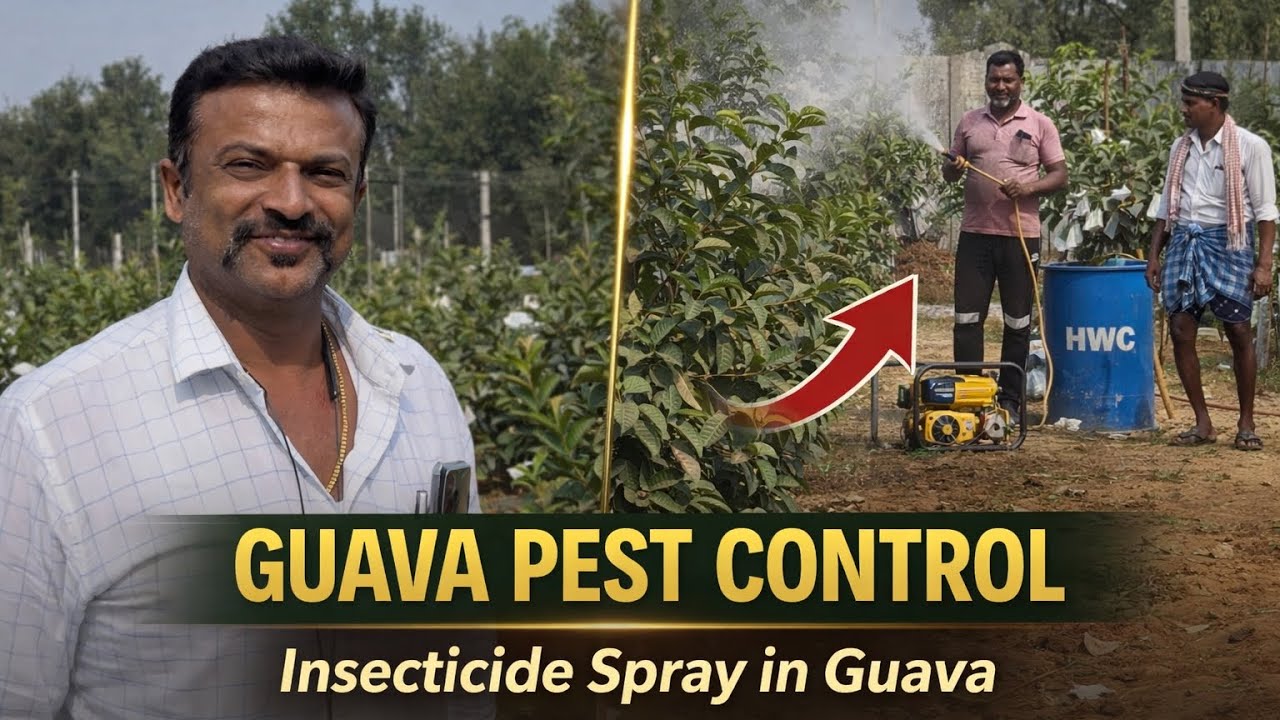 Guava Insecticide Spraying | Pest Control Method for Healthy Guava Plants 8088032513