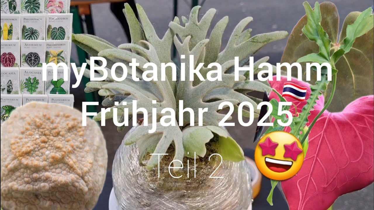 myBotanika Hamm 🌱 | Frühjahr 2025 🌼 | Teil 2 mit über 20 Ständen 💚