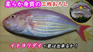 【イトヨリダイ三枚おろし】超柔らかい身質を捌く方法