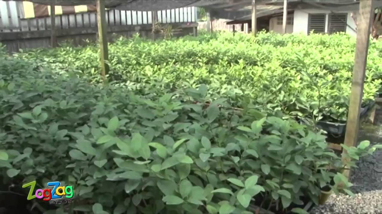 รายการซอกแซก ตอน มะนาวจำรัสสวนเกษตรธนบุรี