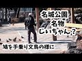 【名古屋市】この後、鳩が集まって来てI found an amazing old man at Meijo Park in Nagoya City