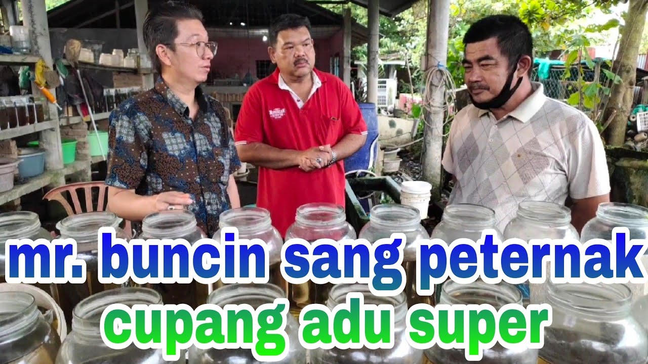 berkunjung ke peternak ikan cupang katong mr. buncin | betta fish farm