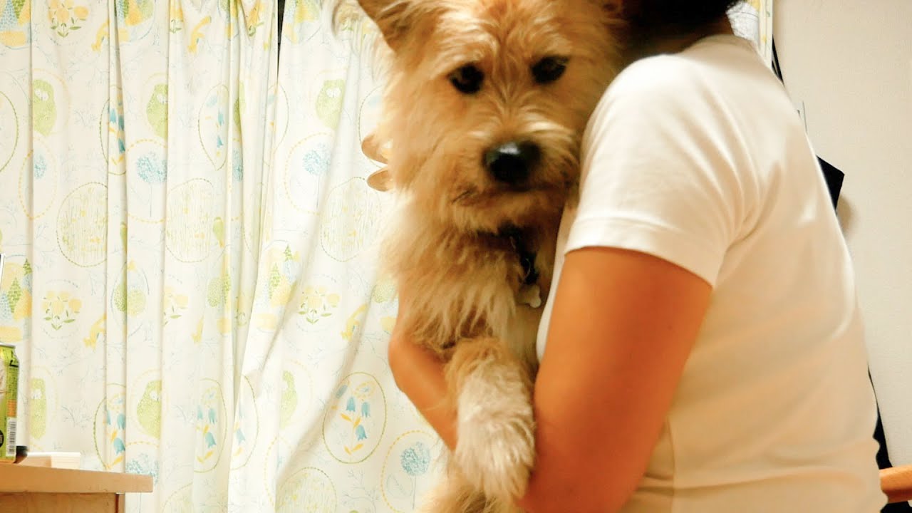 Youtube Video Statistics For 眠っててほしかった才能が開花した初めてのダンス Noxinfluencer