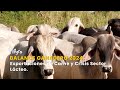 Balance Ganadero 2024: Exportaciones de Carne y Crisis Sector Lácteo - TvAgro por Juan Gonzalo Angel