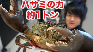 凶暴どうまん蟹をさばいたけどめっちゃ苦戦した・・・