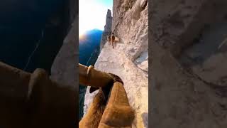 Life on the Edge: Ibex Crossing a Deadly Ridge #DangerousClimb #MountainAnimals