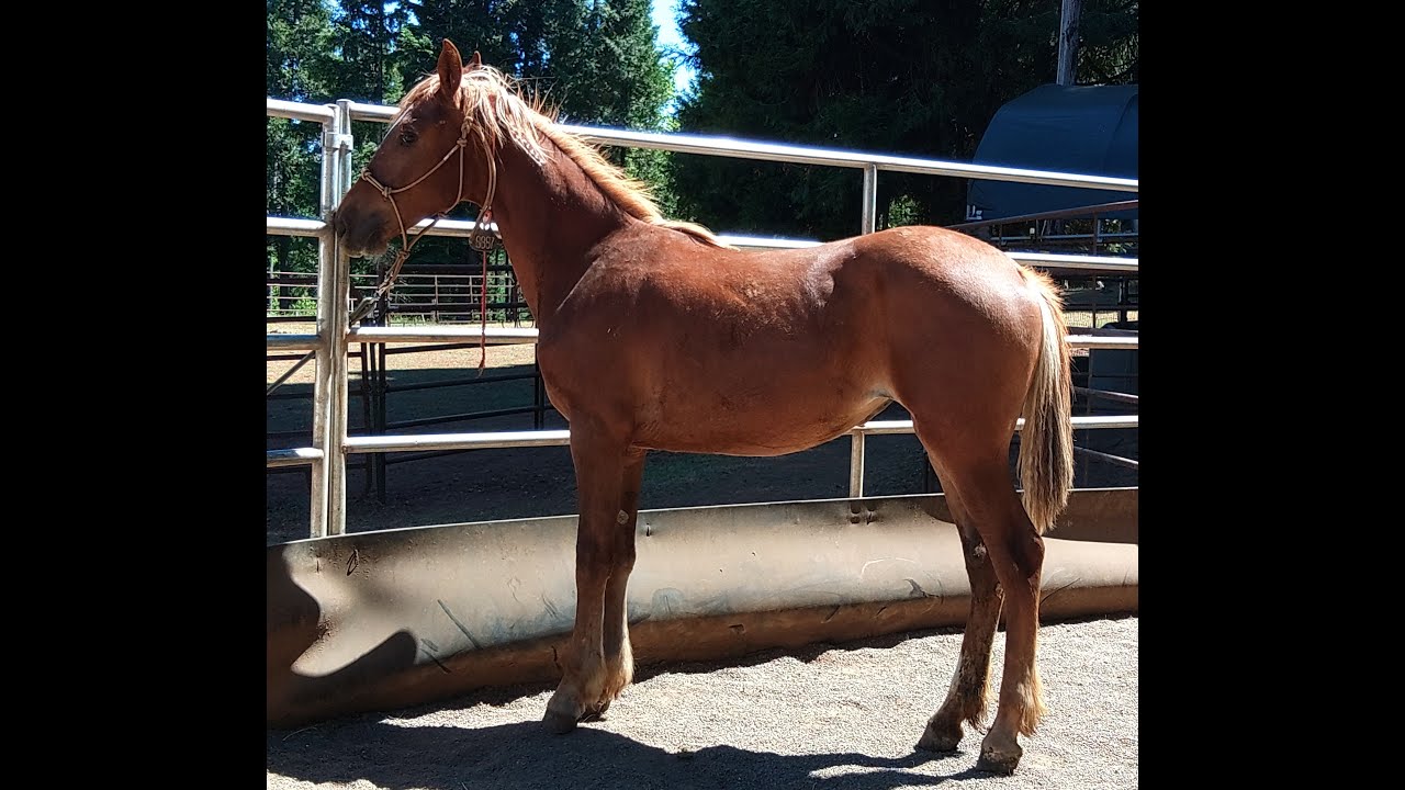 Zen BLM mustang on teeter-totter