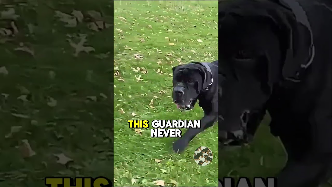 Boerboel: The Ultimate Guardian Dog! 💪🐕 (Unstoppable Power & Loyalty) 