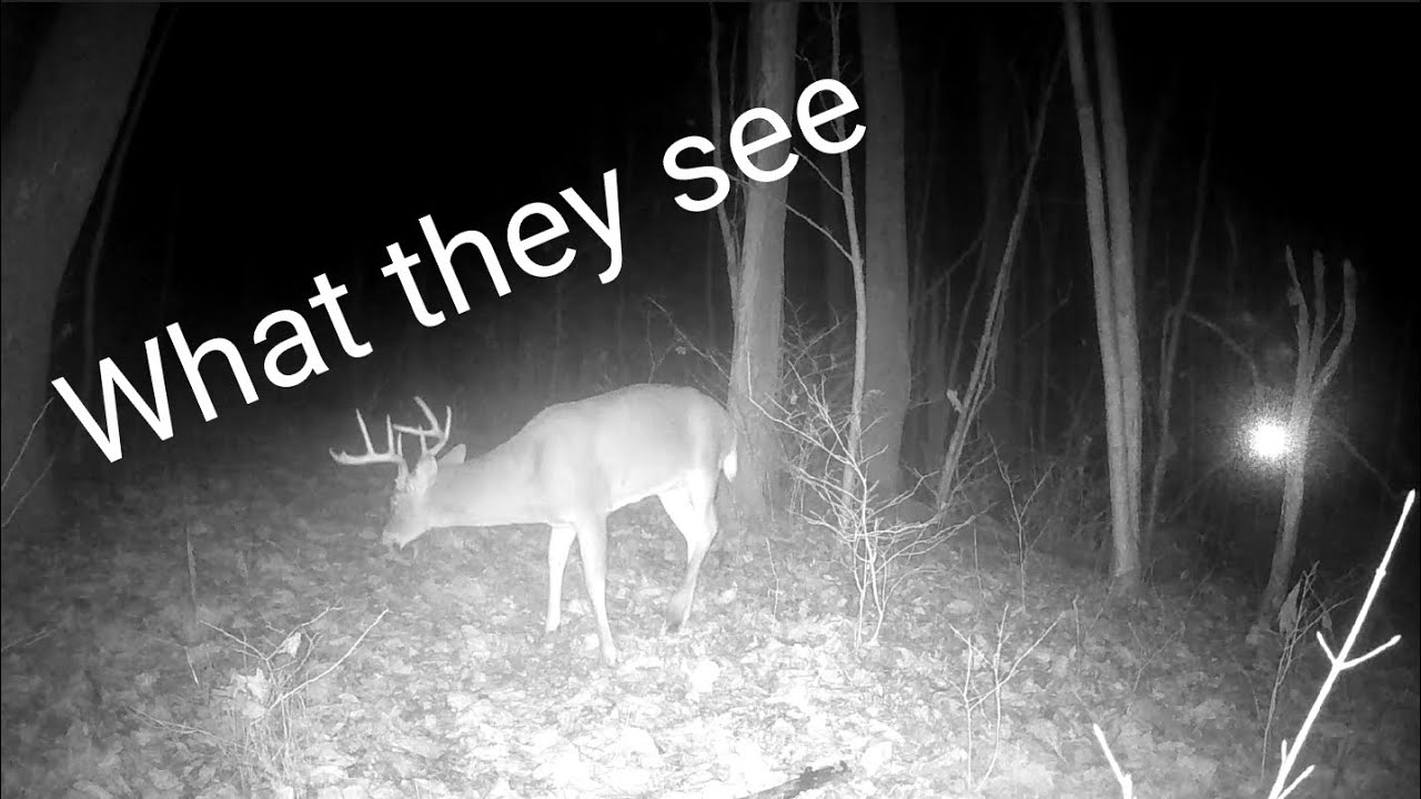 Deer Season In A Nutshell YouTube deer-season-in-a-nutshell-youtube