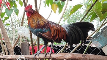 ไก่ป่าF2 updated tus qaib txaij