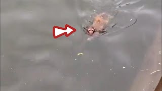 Monkey is swimming in the river