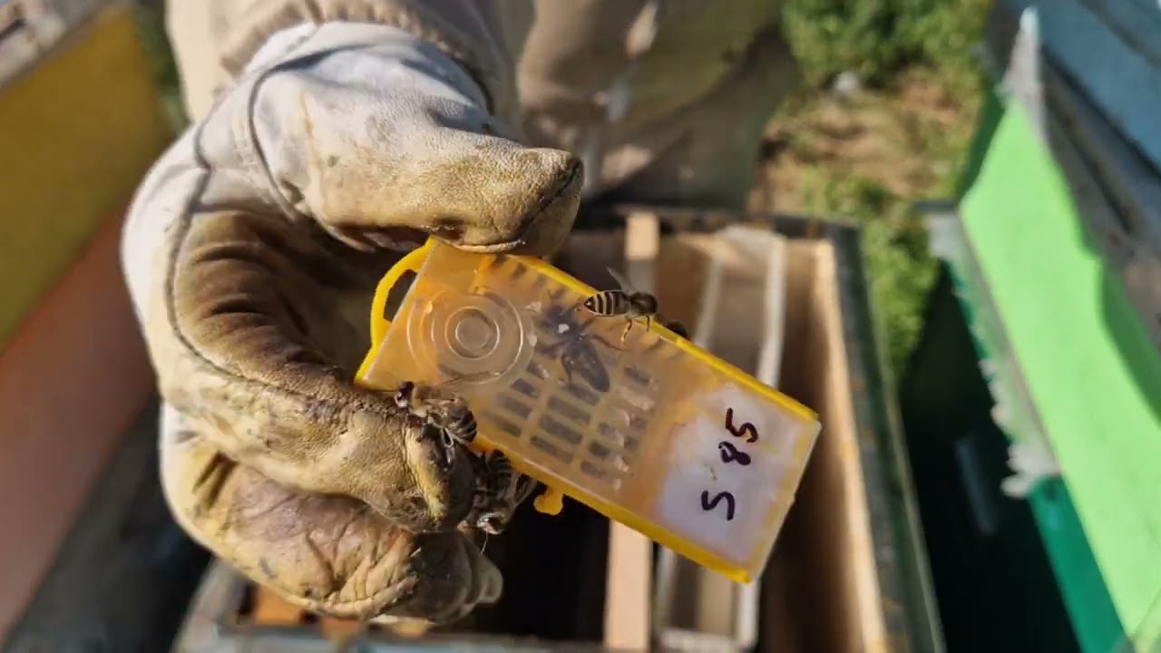 Pe scurt cum facem un roi artificial!