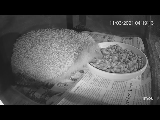 LIVE - Igel Futterhaus 2