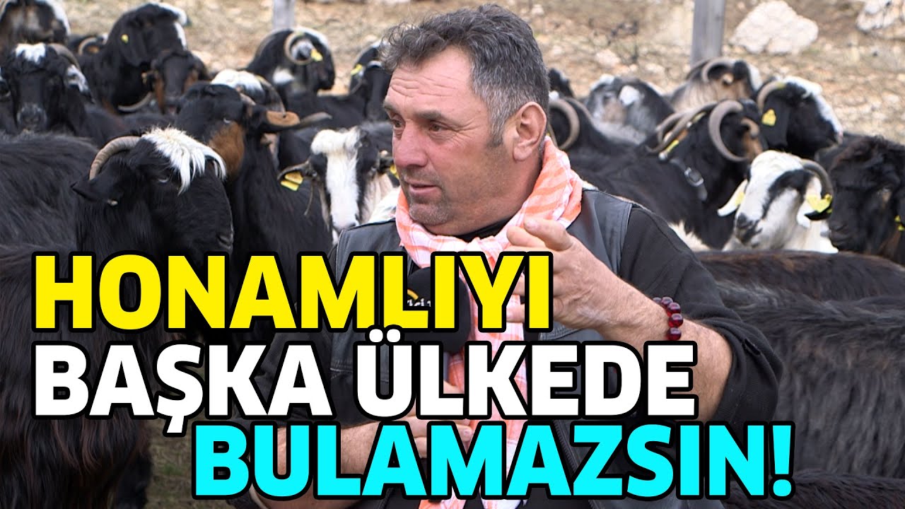 Honamlı Keçisini Başka Ülkede Bulamazsın! / 