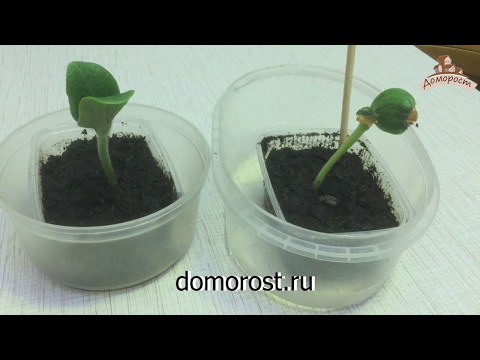 Видео: Посадка семян магазинной тыквы: можно ли посадить магазинную тыкву