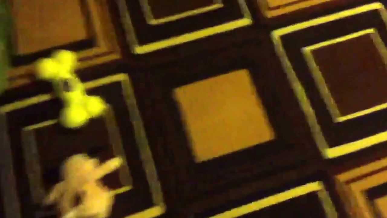 My dog won't get out under my bed YouTube