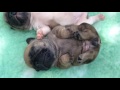 Cuties - French Bulldog puppies 19 days