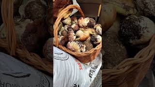 Esto Es Una Completa Locura - En La Búsqueda De Boletus - Lo Que Se Encontró En 2 Horas